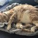 Danforth catching some zzzzzs.